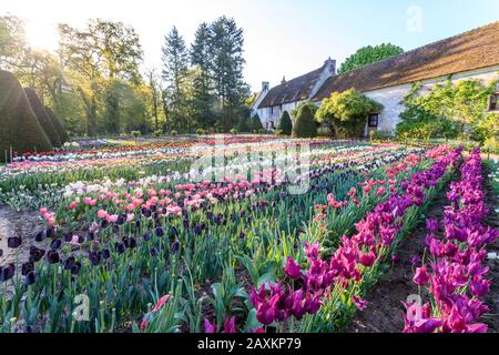 France, Indre et Loire, Loire Valley listed as World Heritage by UNESCO, Chenonceaux, Chateau de Chenonceau Park and Gardens, tulips in the flower veg Stock Photo