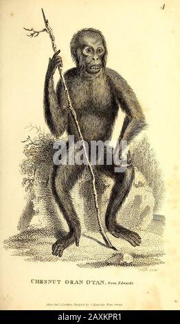 Oran Otan (Orangutan) General zoology, or, Systematic natural history Part I, by Shaw, George, 1751-1813; Stephens, James Francis, 1792-1853; Heath, C Stock Photo