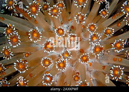 Flowerpot coral (Goniopora sp.), Moalboal, Cebu, Philippines Stock Photo