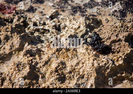 Crab on the rocks Stock Photo