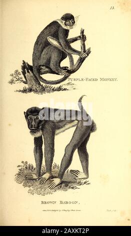 General zoology, or Systematic natural history (Plate 98 Stock Photo ...