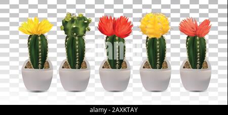 Big collection 3d realistic cactuses in pots. Cactuses with colorful flower. Decorative cactuses on transparent background.Vector icon.Illustration Stock Vector