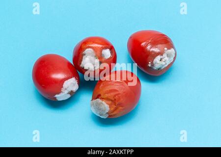 rotten tomatoes isolated on a blue background. Growing mold. Food contamination Stock Photo