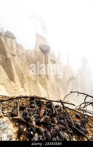 Pine cones on edge of ravine facing the Earth Pyramids, Perca/Percha, province of Bolzano, South Tyrol, Italy