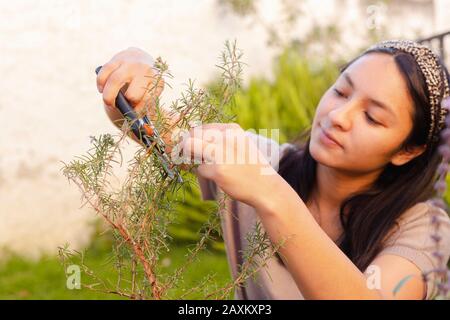 Hispanic woman working in garden pruning and taking care of the rosemary plant Stock Photo