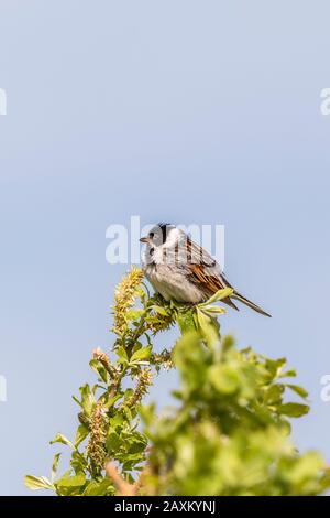Reed bunting is in a branch top Stock Photo