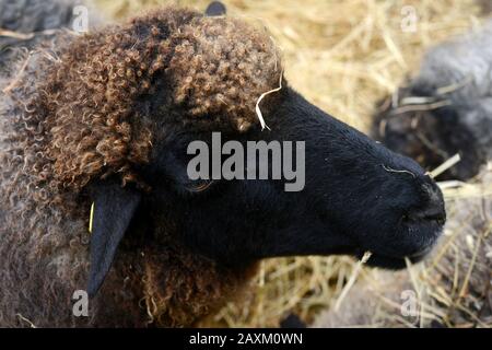 A sheep with a black head and with curly hairs eating in the stable Stock Photo