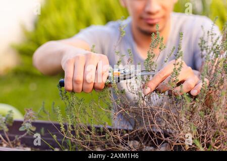 Hispanic man working in garden pruning and taking care of the rosemary plant Stock Photo
