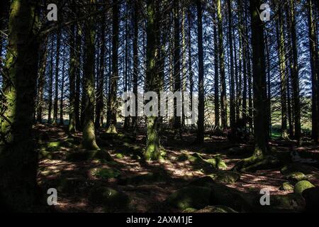 conifer wood by Garrow Tor ,Bodmin moor,cornwall Stock Photo