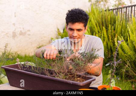 Hispanic man working in garden pruning and taking care of the rosemary plant Stock Photo