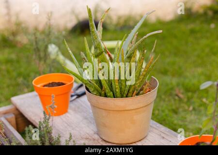Sick aloe vera plant food by snails Stock Photo