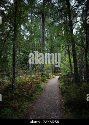 Plodda Falls, Cannich, Scotland, UK.  22/09/19. A gravel pathway through a Highland Scottish woodland with larch, pine, birch and bracken underfoot. Stock Photo