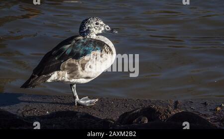 Goose Stock Photo