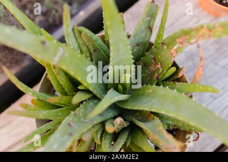 Sick aloe vera plant food by snails Stock Photo