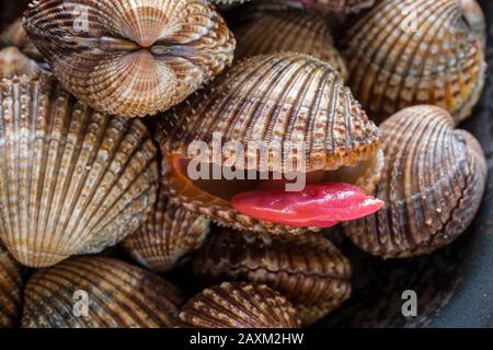 Raw, uncooked cockles that have been gathered by a forager at low tide by hand. The cockles appear to match the description for the Rough Cockle, Acan Stock Photo