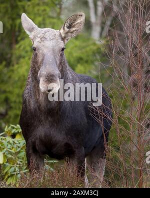 Young female moose in forest looking at camera Stock Photo