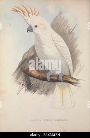 Citron-crested cockatoo (Cacatua citrino) from Zoologia typica; or, Figures of new and rare animals and birds described in the proceedings, or exhibit Stock Photo