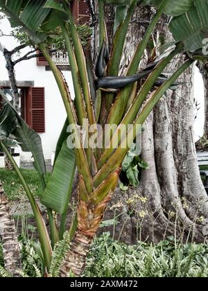 Bird of Paradise Palm - Plant Jungle