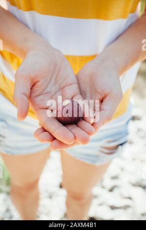 Figs in the hands of a young woman Stock Photo