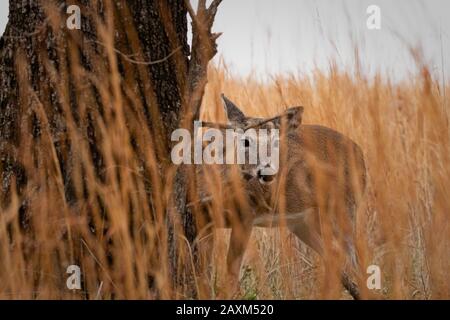 A family of curious White Tailed Deer along a backroad in Oklahoma 2020 Stock Photo