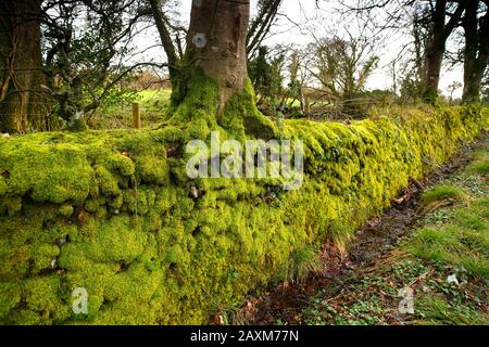 Devon, UK. Moss covered dry stone wall. Stock Photo