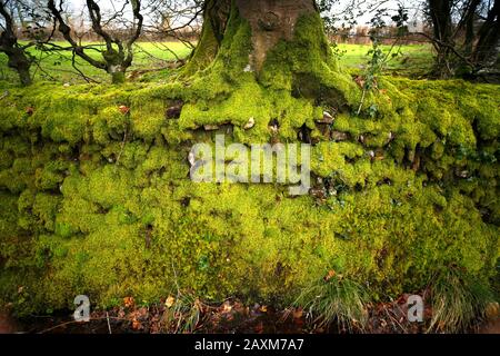 Devon, UK. Moss covered dry stone wall. Stock Photo
