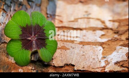 Four-leaved cloverleaf on bark Stock Photo