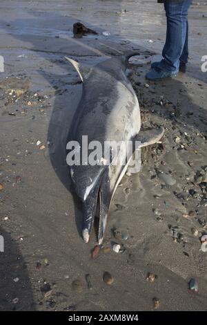 A common dolphin Delphinus delphis washes up on a Cork beach in Ireland Stock Photo