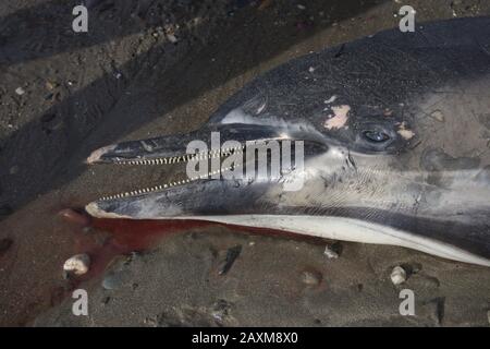 A common dolphin Delphinus delphis washes up on a Cork beach in Ireland Stock Photo