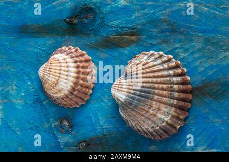 Two cockle shells found beachcombing displayed on a piece of driftwood that has been painted blue. Dorset England UK GB Stock Photo