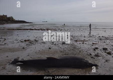 A common dolphin Delphinus delphis washes up on a Cork beach in Ireland Stock Photo