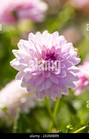 Dahlia Valentino close up with isolated background Stock Photo - Alamy