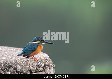Beautiful bird the Common Kingfisher Alcedo atthis observing 