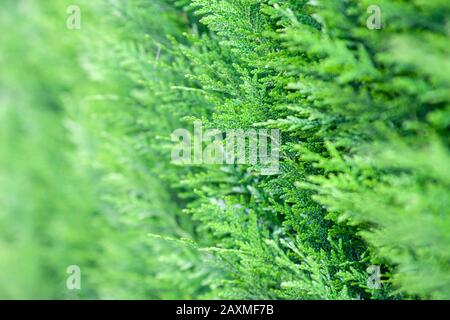 Closeup fresh green christmas leaves, branches of thuja trees on green background. Thuya twig occidentalis, evergreen coniferous tree. Chinese thuja. Stock Photo