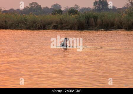 Hippopotamus in the Okavango river with mouth wide open as a threatening gesture, evening mood near the Popa Falls, Namibia Stock Photo