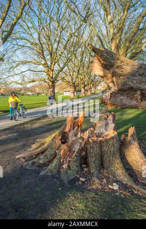 London plane tree damage on Jesus Green from Storm Ciara. The trees on Jesus Lock to Midsummer Common path have been there since 1913. Cambridge. UK. Stock Photo