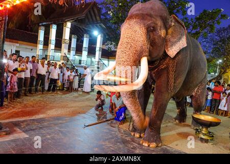 Kataragama, Sri Lanka - January 2020: An elephant participating in the pilgrims' offerings at the Maha Devale Hindu sanctuary on January 18, 2020 Stock Photo