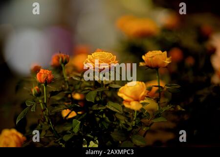 Beautiful rose and orange roses in garden. Blooming roses. Orange roses ...