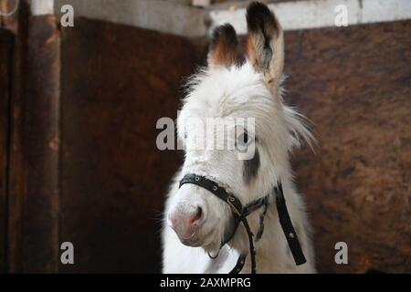 cute donkey photo Stock Photo