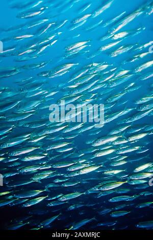 Premium Photo  School of fish with sunlight through surface