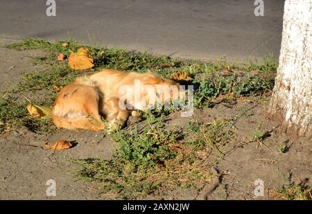 stray dog with red, golden hair lies on the ground near the tree in sunny morning. Stock Photo