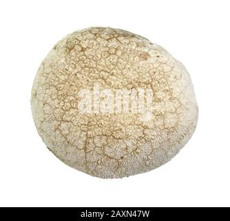 Mushrooms common puffball (Lycoperdon perlatum) isolated on white background. Stock Photo