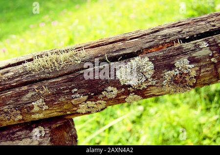 different types of moss growing on the bark of an old tree, macro Stock Photo