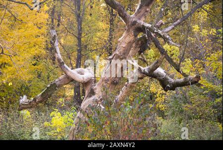 snag dry old trees in the forest green leaves Stock Photo