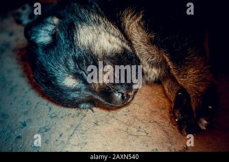 very nice muzzle a little newborn puppy German shepherd closeup Stock Photo