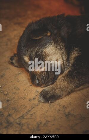 muzzle a little puppy German shepherd closeup dark filter Stock Photo