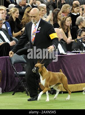 Boxer 'Wilma',  Best in Show finalist at the 144th Westminster Kennel Club Dog Show at Madison Square Garden in New York, NY on February 11, 2020.  (Photo by Stephen Smith/SIPA USA) Stock Photo