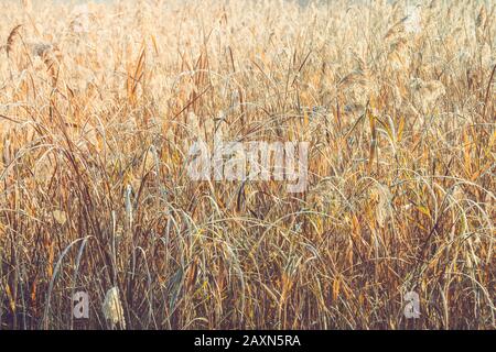 abstract background dry grass in the early morning in winter Stock Photo