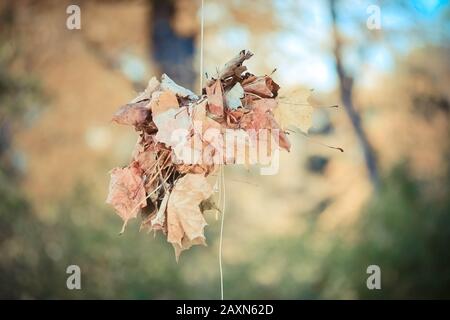 bundle of dry leaves hanging on a rope connected Stock Photo