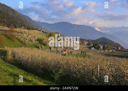 Apple blossom in Tisens, South Tyrol, Italy, Europe Stock Photo